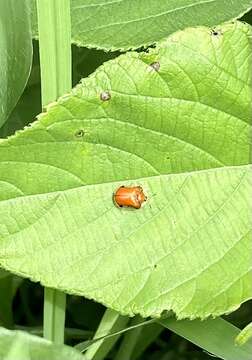 Image of Charidotella (Chaerocassis) emarginata (Boheman 1855)