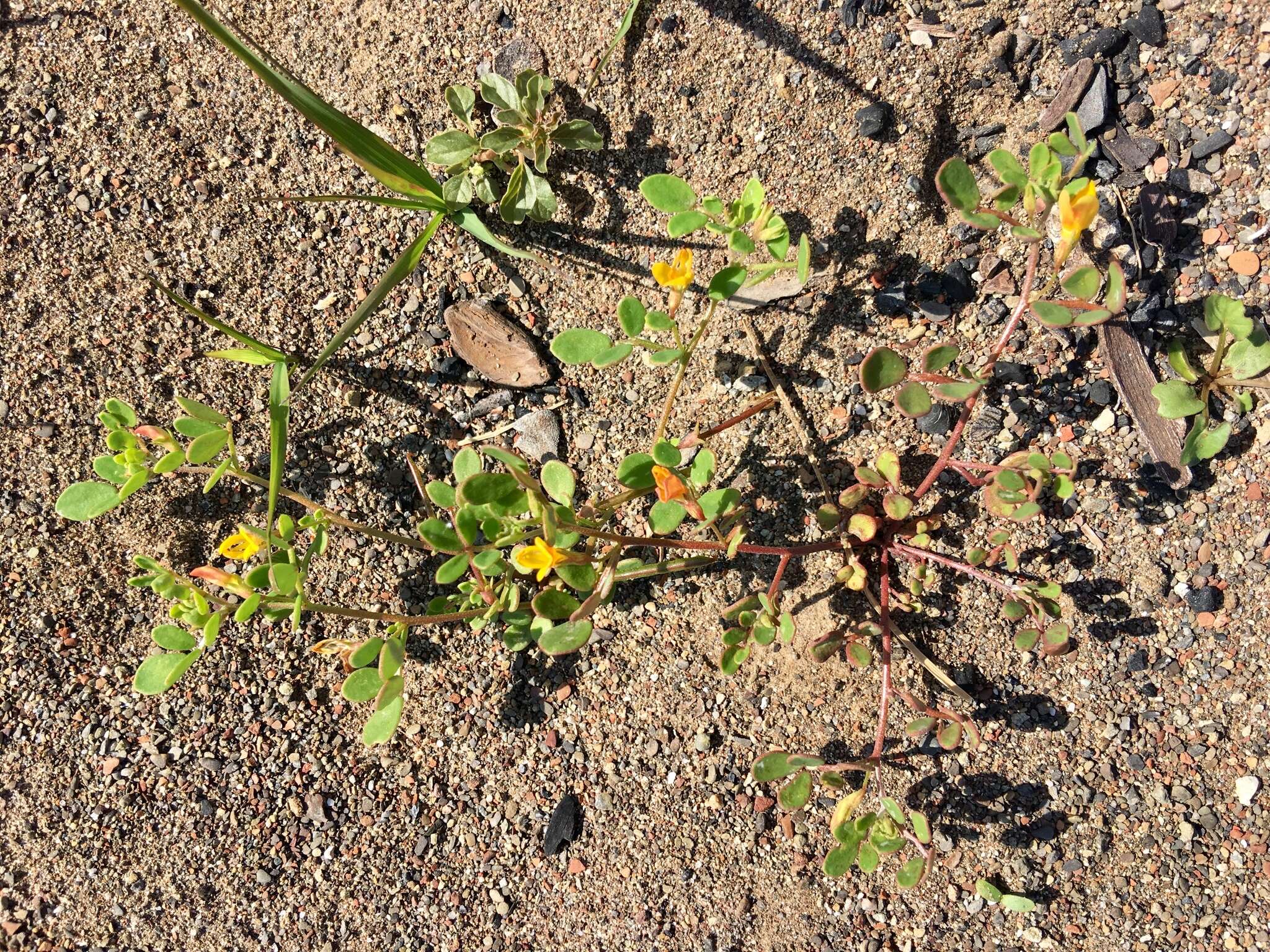 Image of coastal bird's-foot trefoil