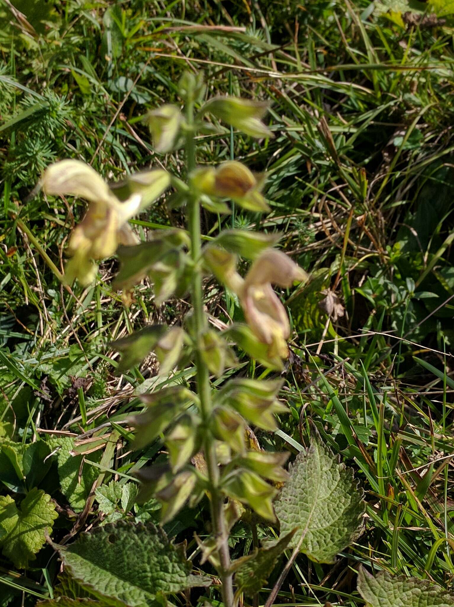 Imagem de Salvia glutinosa L.