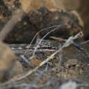 Image of Chatham Leaf-toed Gecko