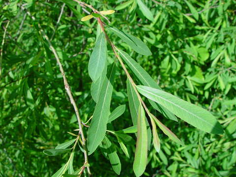 Imagem de Salix purpurea L.