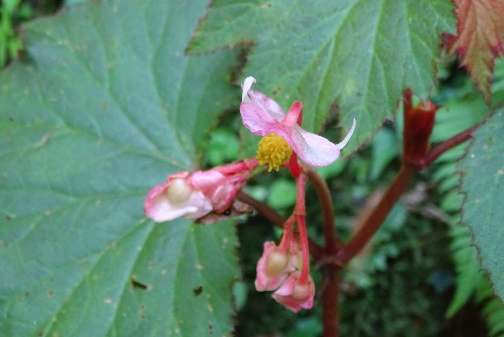 Image of Begonia palmata D. Don