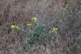 Image of Linaria grandiflora Desf.