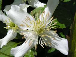 Image of Himalayan Clematis