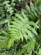 Plancia ëd Coryphopteris castanea (Tagawa) Y. Hang Chang, Ebihara & L. Y. Kuo