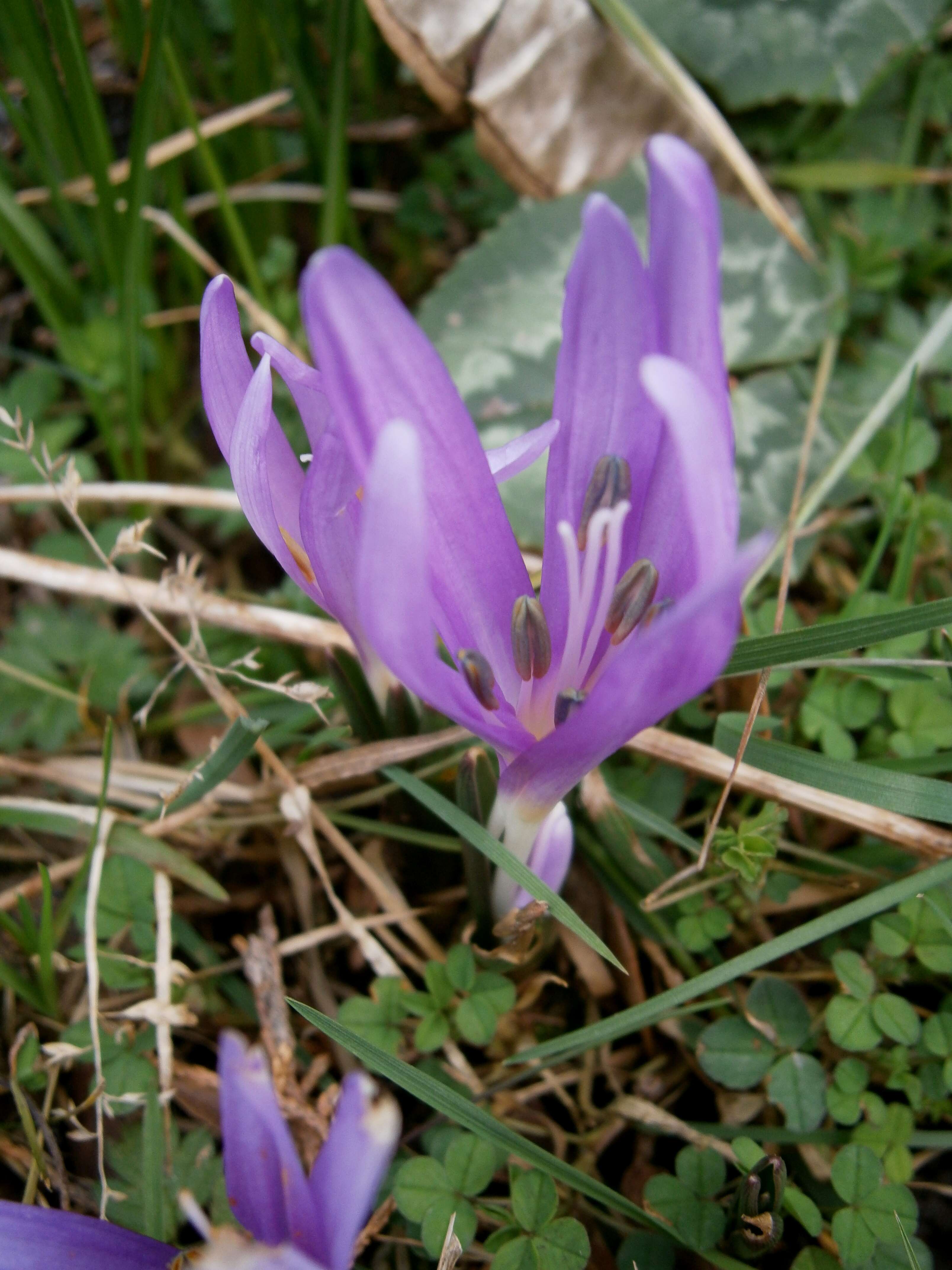 Image of Colchicum bulbocodium Ker Gawl.