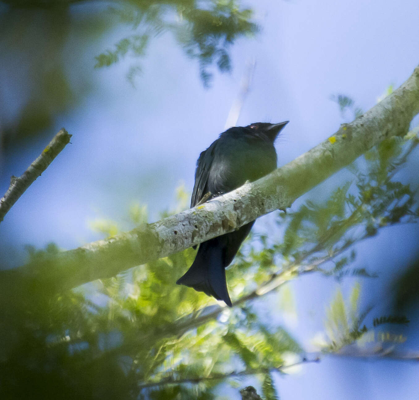 Image of Common Square-tailed Drongo