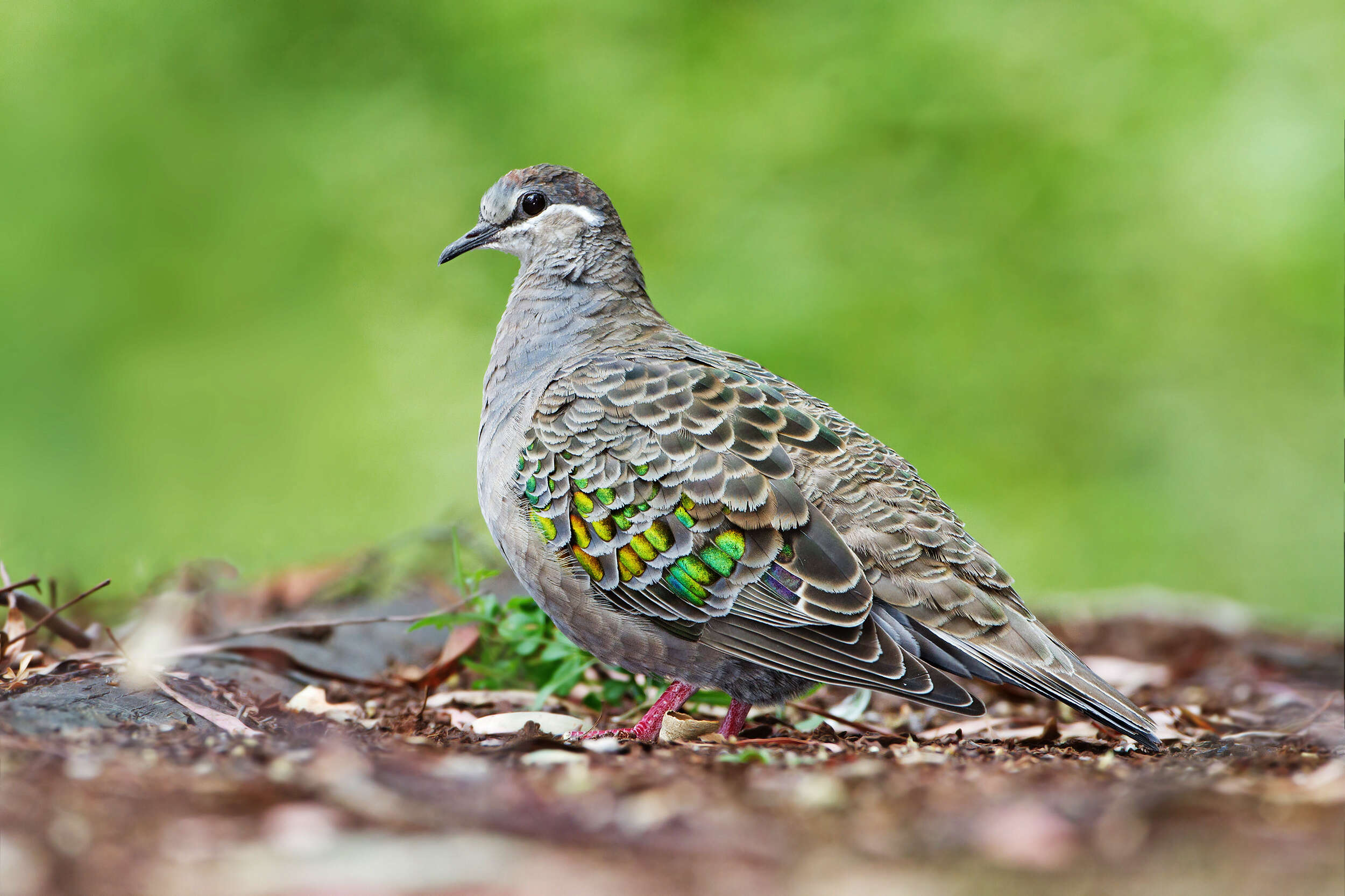 Image of Common Bronzewing