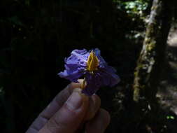 Image of Solanum grandiflorum Ruiz & Pav.