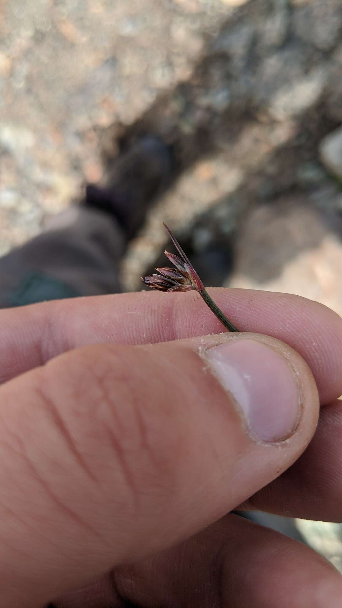 Imagem de Juncus drummondii E. Mey.