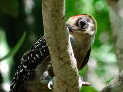 Image of Golden-cheeked Woodpecker