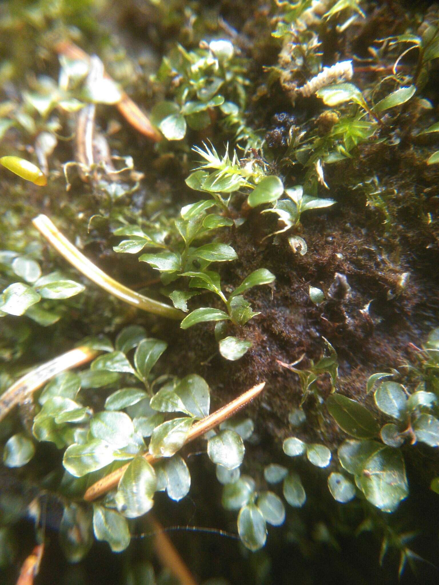 Image of Dotted Thyme-moss