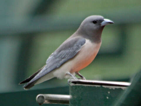 Image of White-breasted Woodswallow