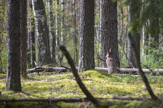 Plancia ëd Lepus timidus Linnaeus 1758