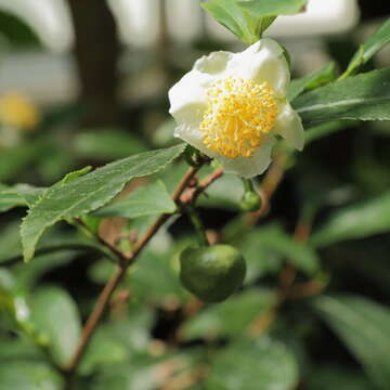 Image of Tea plant