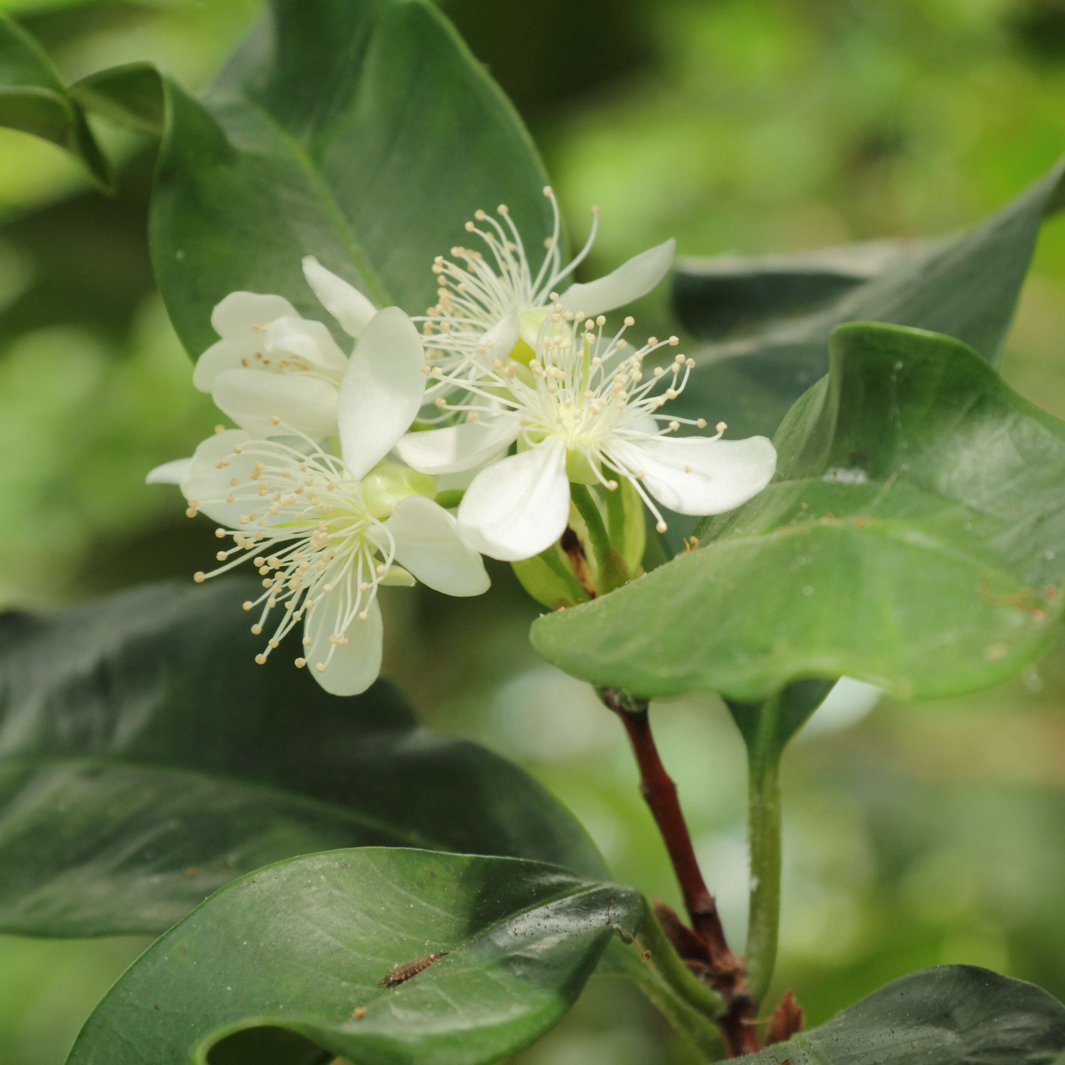 Image of Allspice