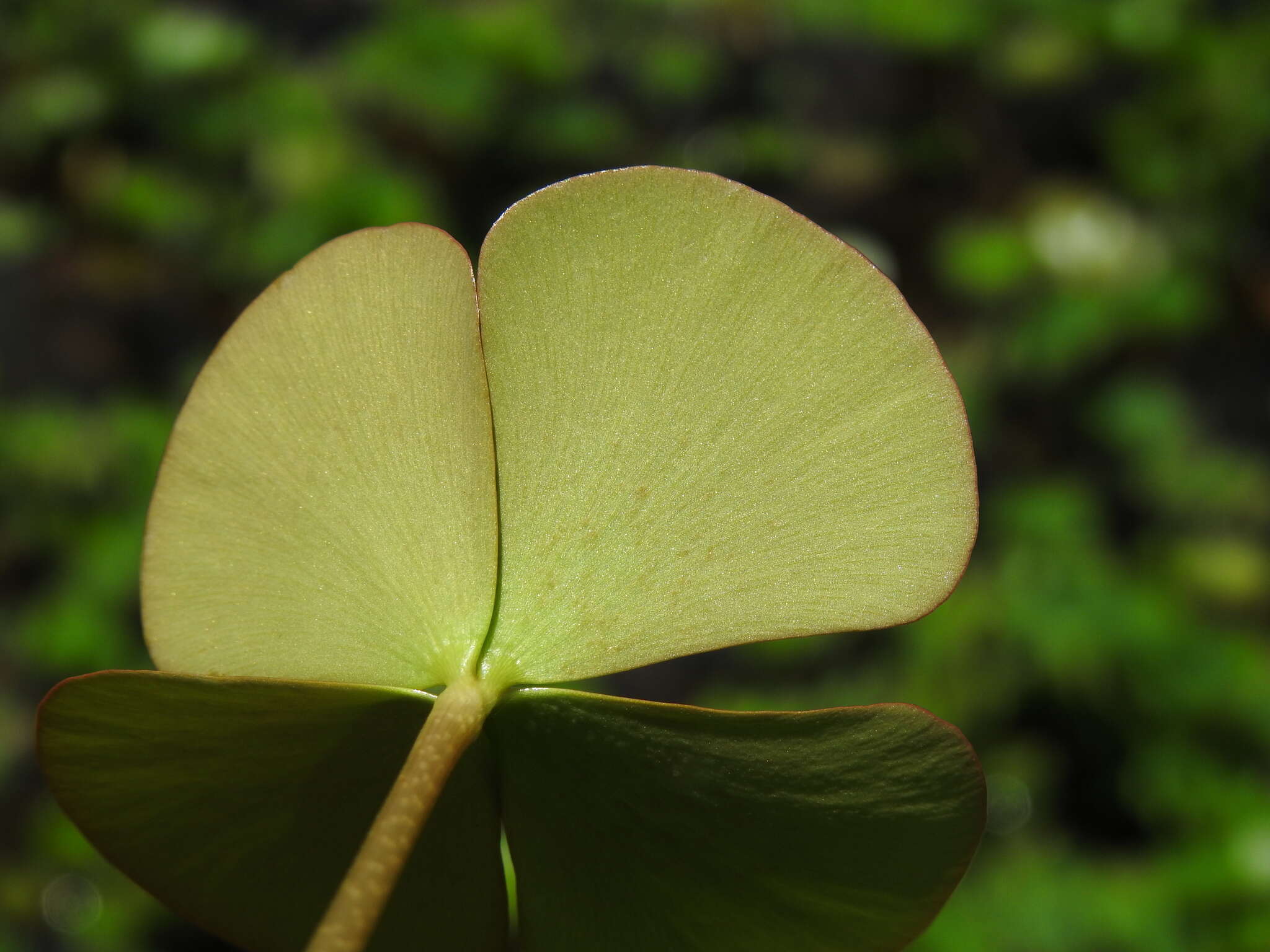 Plancia ëd Marsilea mutica Mett.