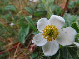 Imagem de Anemonastrum biarmiense (Juz.) J. Holub