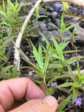 Image of Marsh Speedwell