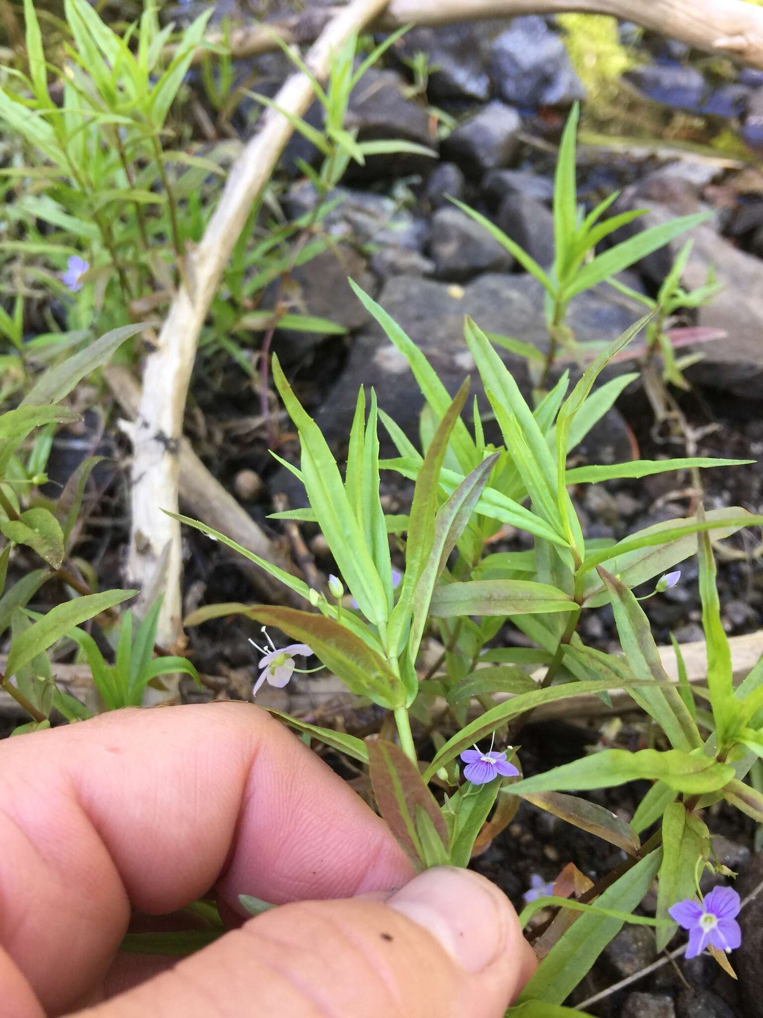 Image of Marsh Speedwell