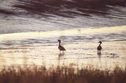 Image of shelduck, common shelduck