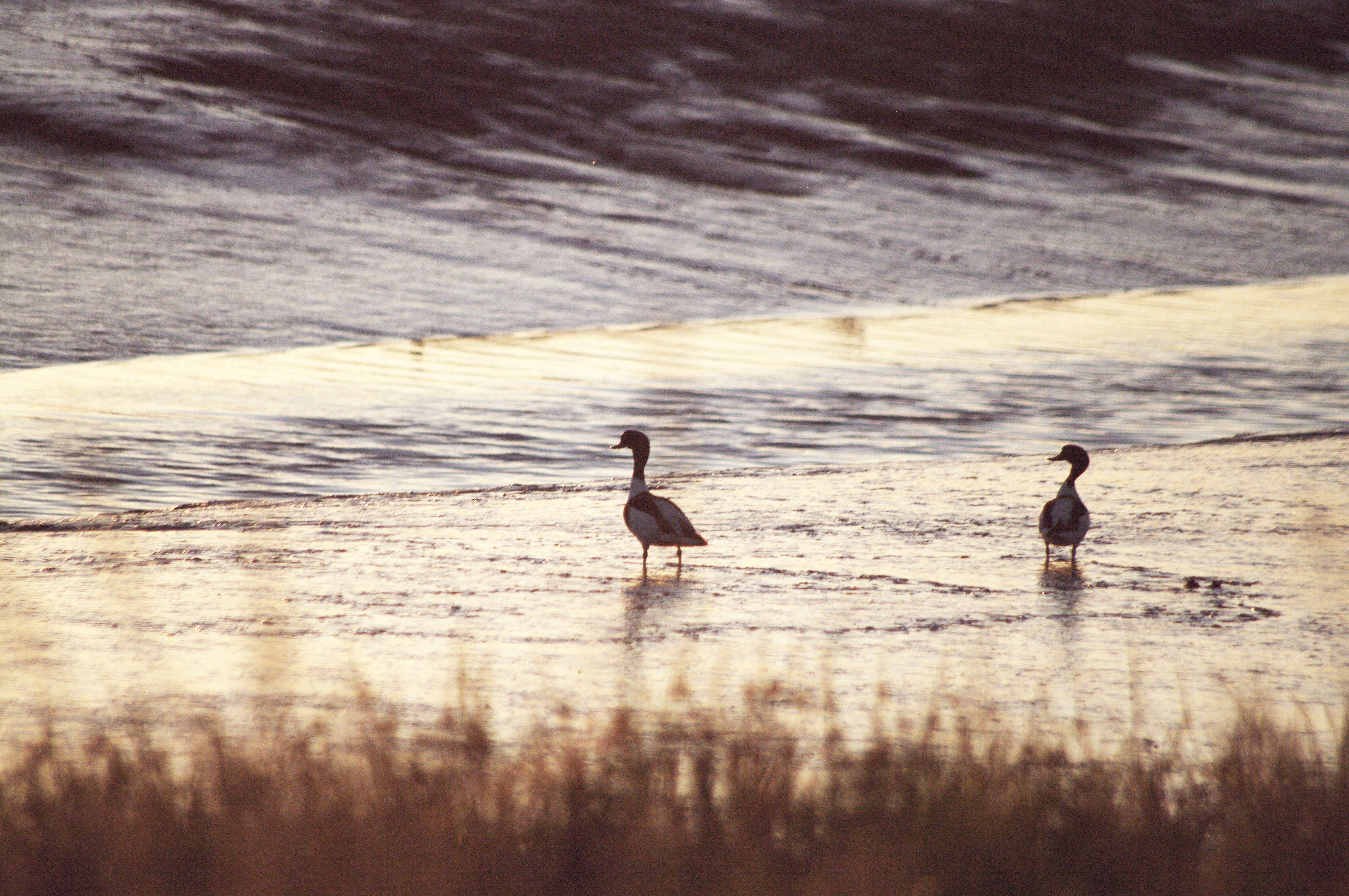 Image of shelduck, common shelduck