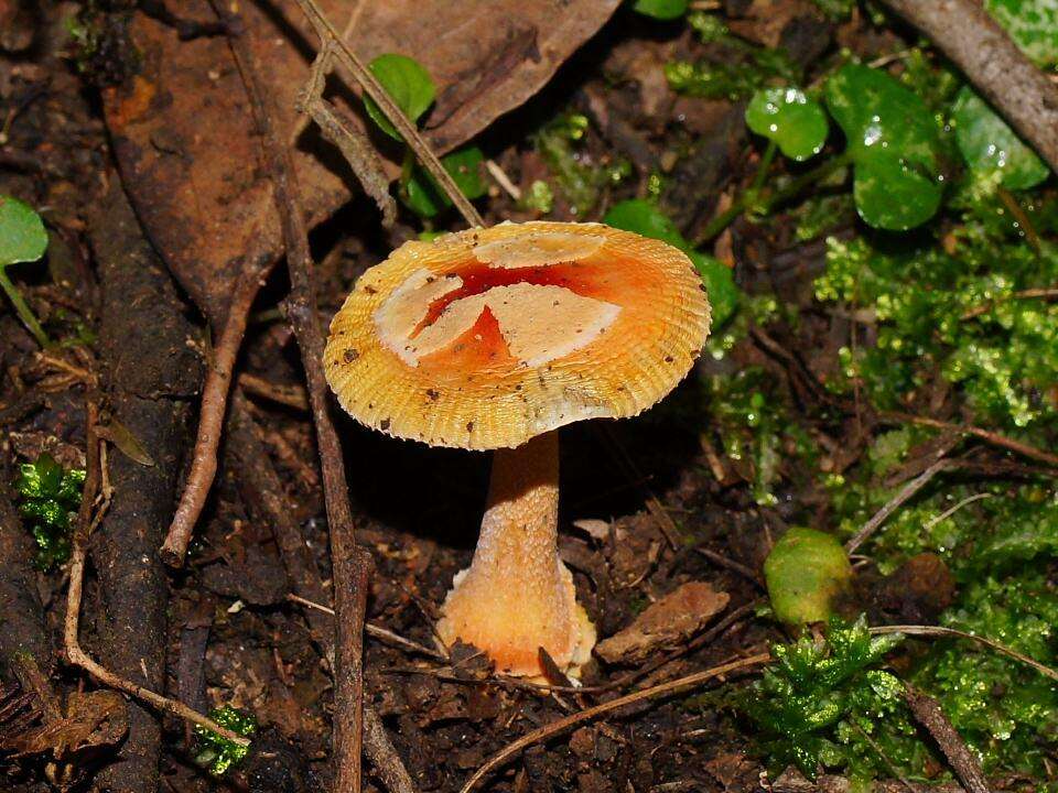 Image of Amanita xanthocephala (Berk.) D. A. Reid & R. N. Hilton 1980