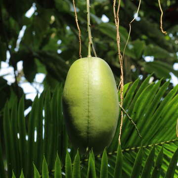 Image of Jade Vine