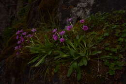 Plancia ëd Primula cusickiana var. maguirei (L. O. Williams) N. H. Holmgren & S. Kelso