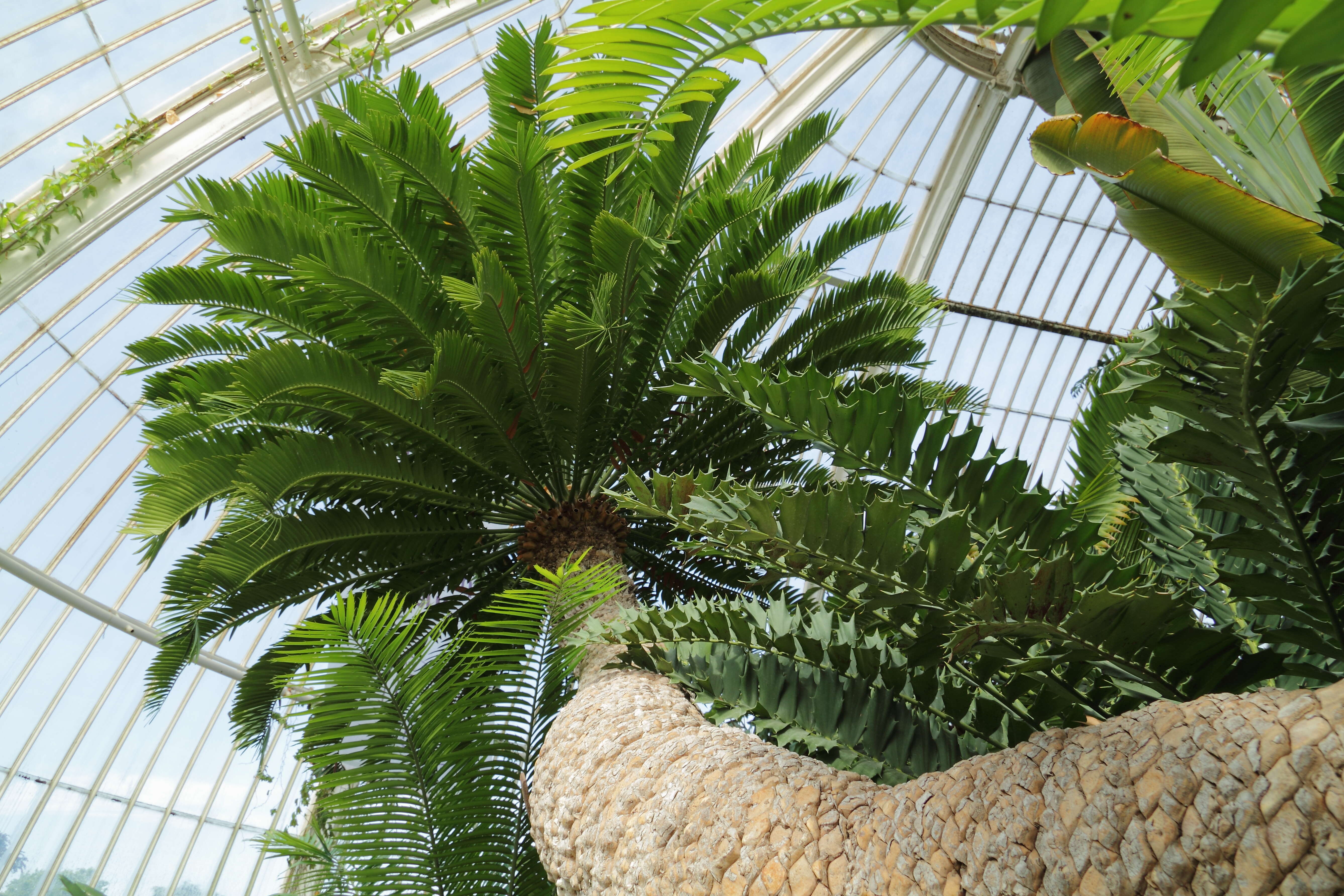 Image of Bushman's River Cycad