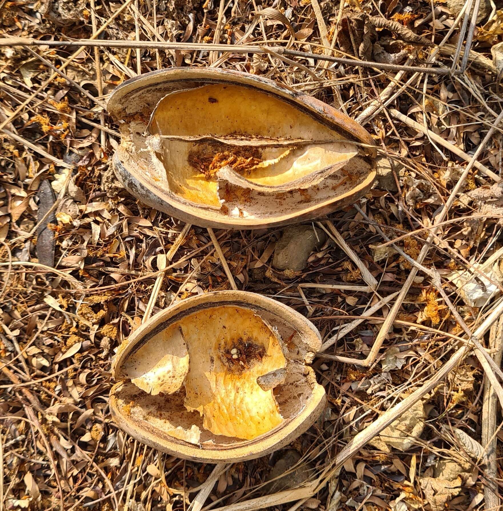 Image of Marsdenia edulis S. Wats.