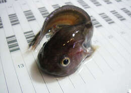 Image of Gelatinous Seasnail