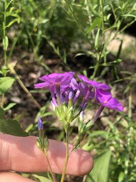 Image of Alabama phlox