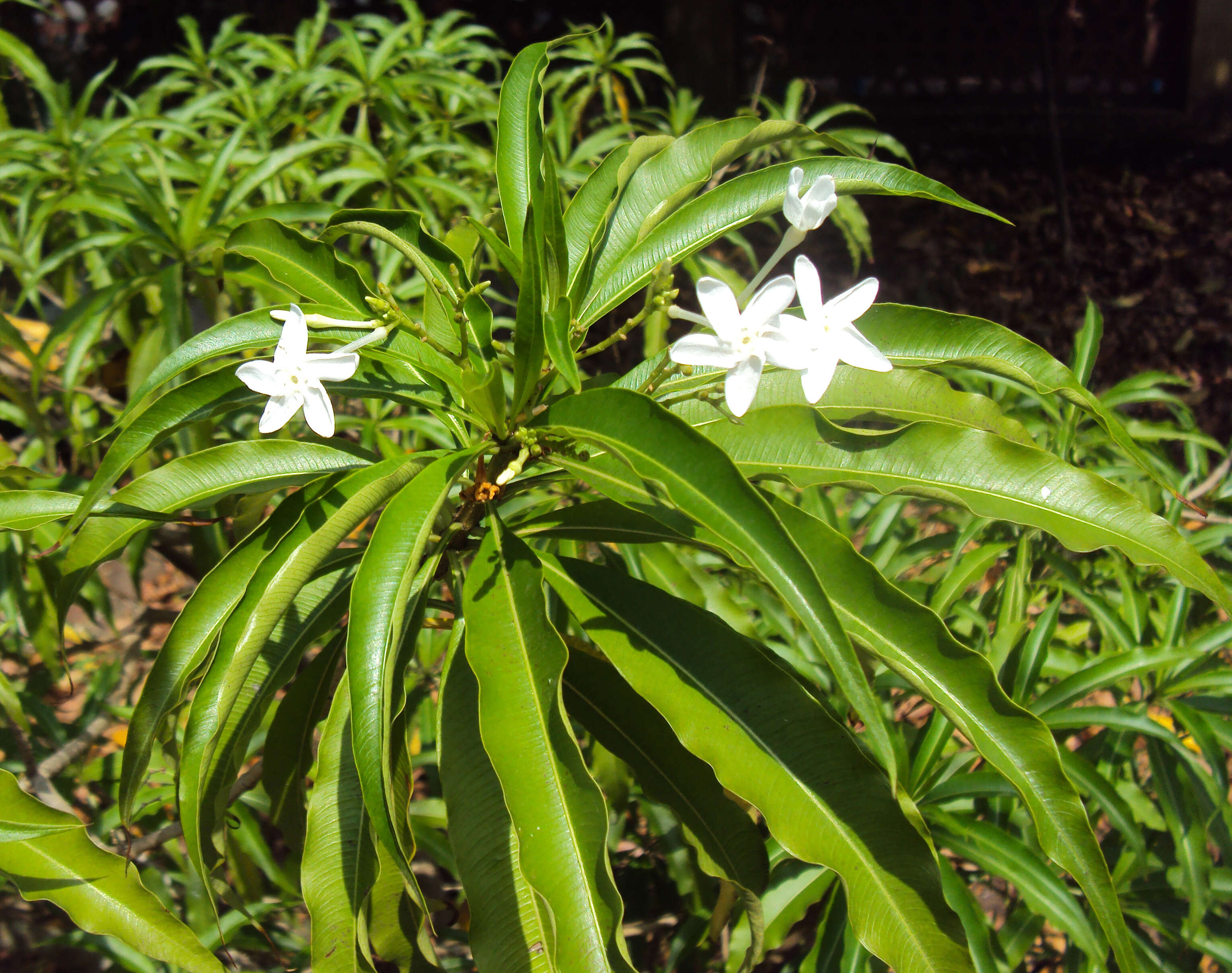 Слика од Alstonia venenata R. Br.