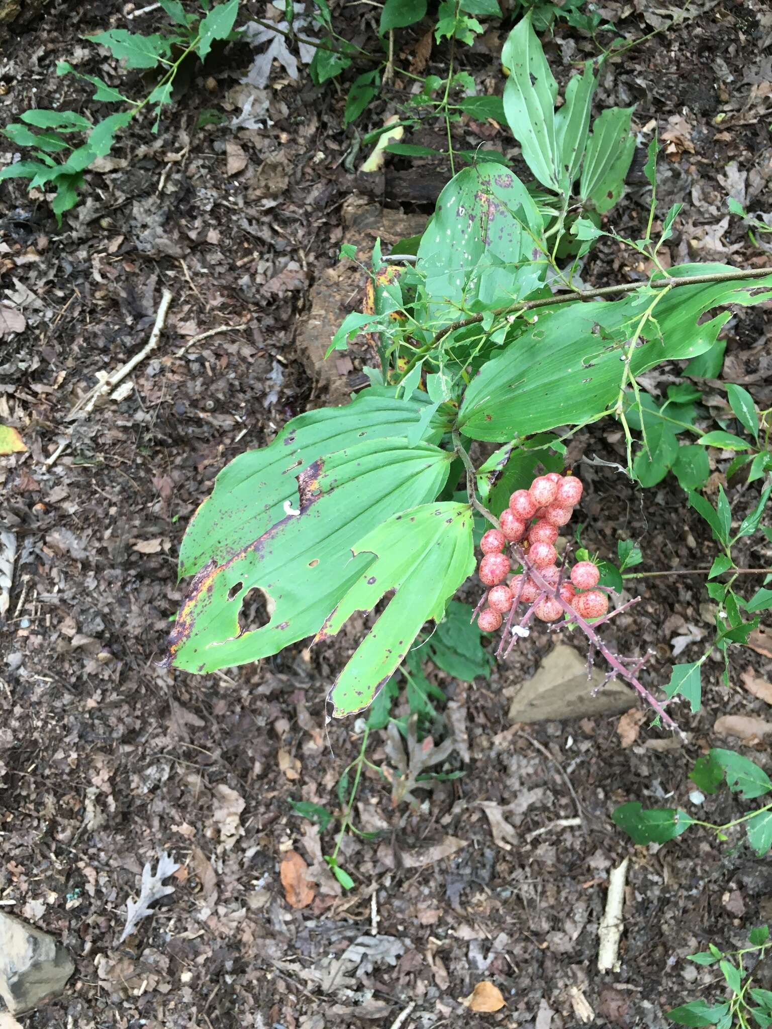 Image of feathery false lily of the valley