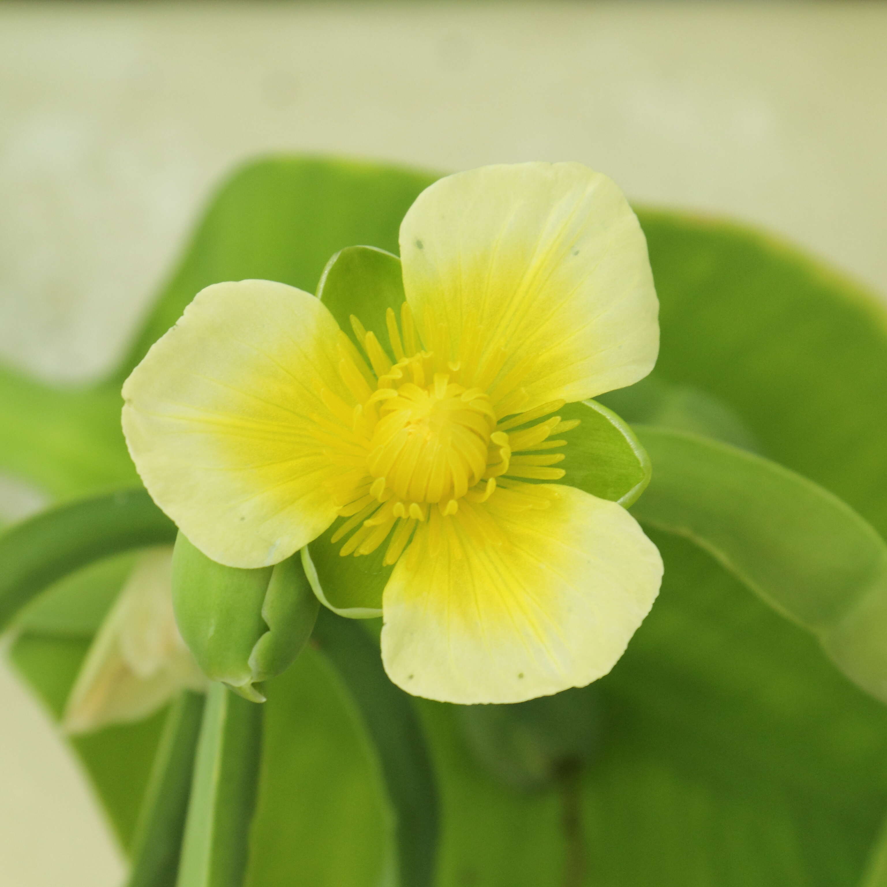 Image of velvetleaf