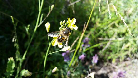 Image of drone fly