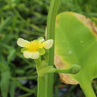 Image of velvetleaf