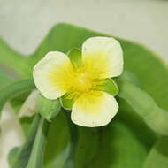 Image of velvetleaf