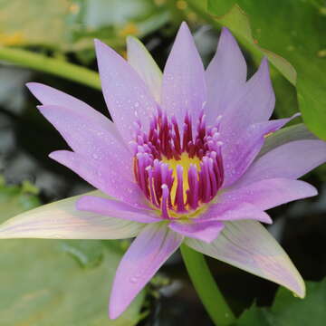 Image of Nymphaea nouchali var. zanzibariensis (Casp.) B. Verdcourt