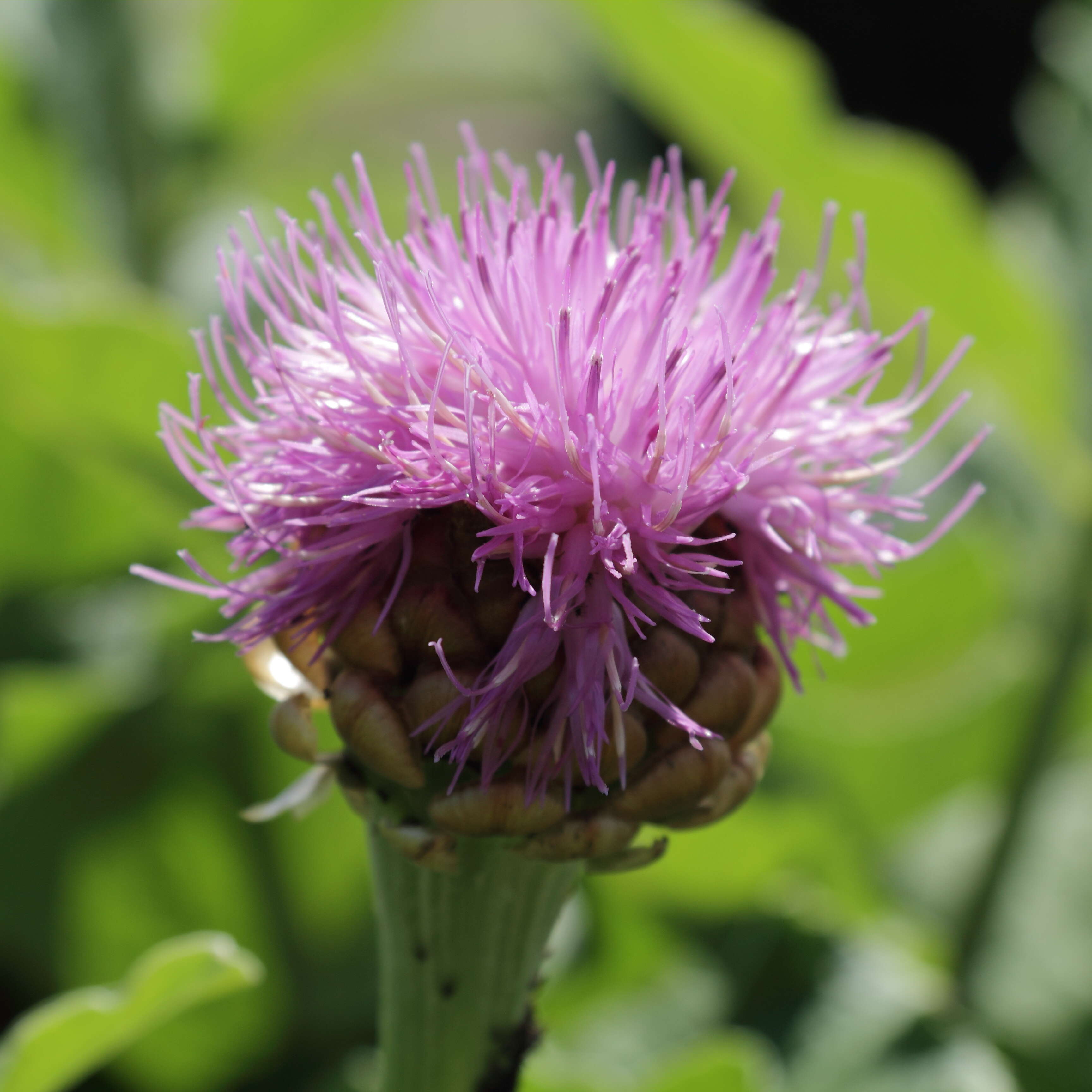 Image of Giant Scabiosa