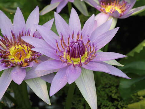 Image of Nymphaea nouchali var. zanzibariensis (Casp.) B. Verdcourt