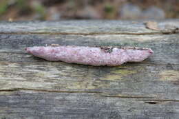 صورة Leptoporus mollis (Pers.) Quél.