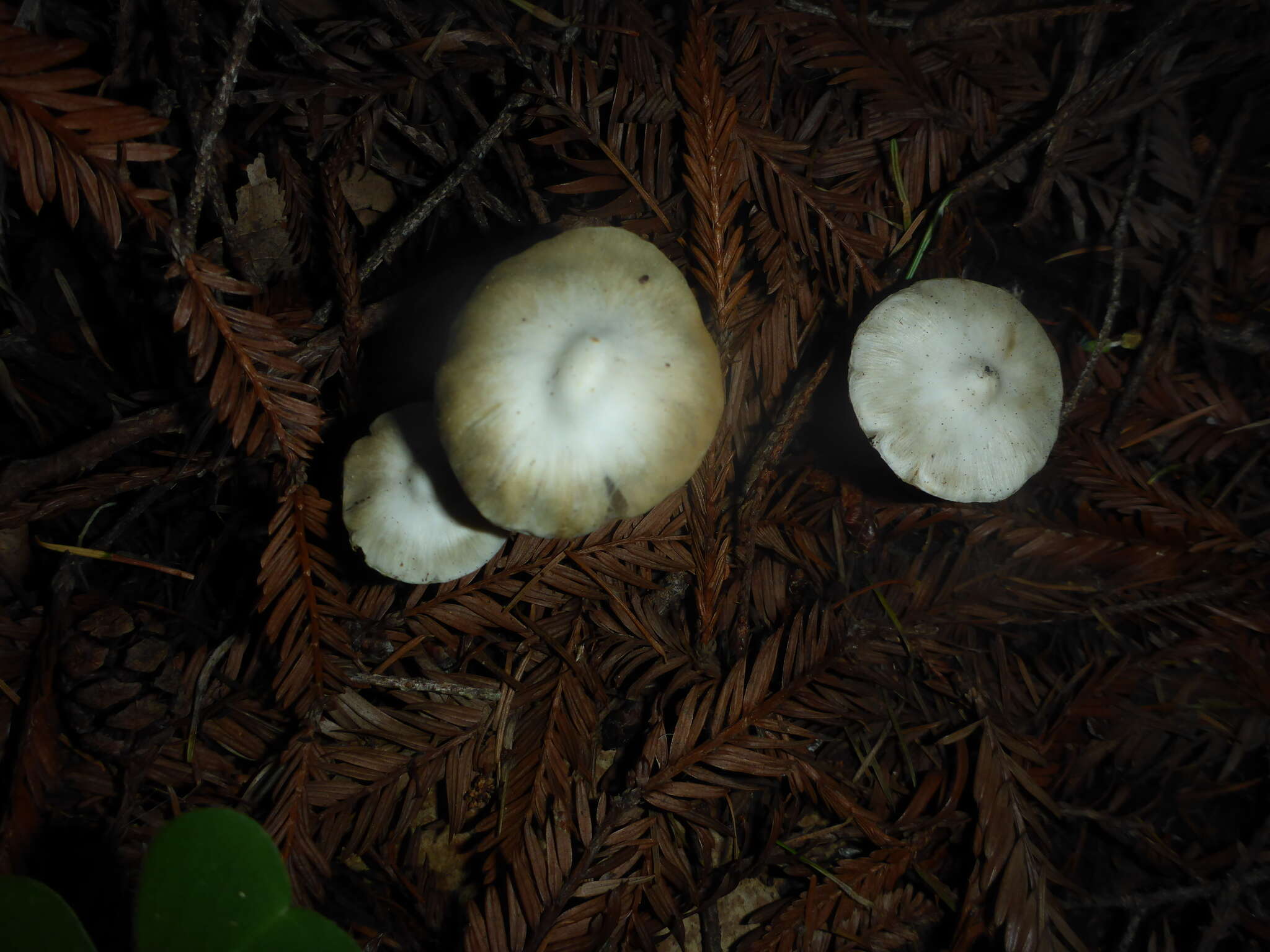 Image of Inocybe insinuata Kauffman 1924