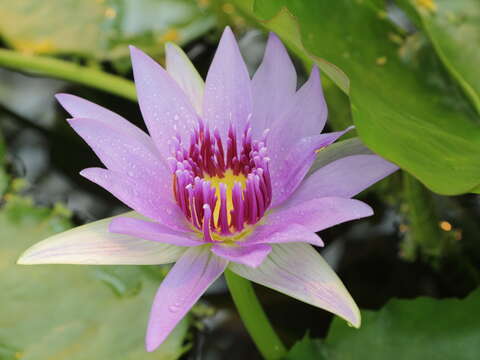 Image of Nymphaea nouchali var. zanzibariensis (Casp.) B. Verdcourt