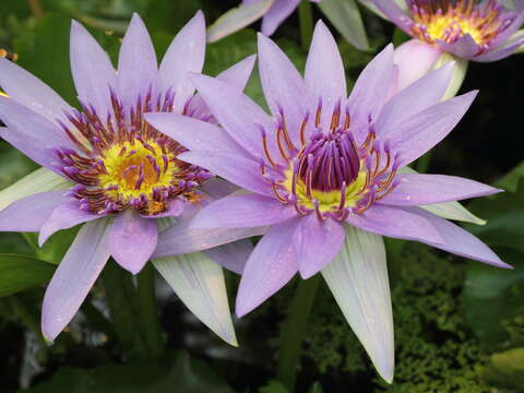 Image of Nymphaea nouchali var. zanzibariensis (Casp.) B. Verdcourt