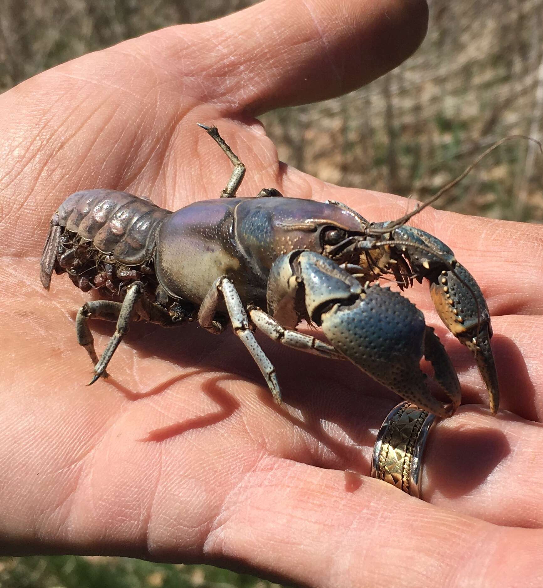 Image of Procambarus gracilis (Bundy 1876)