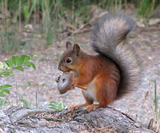 Image of Rufous Milkcap