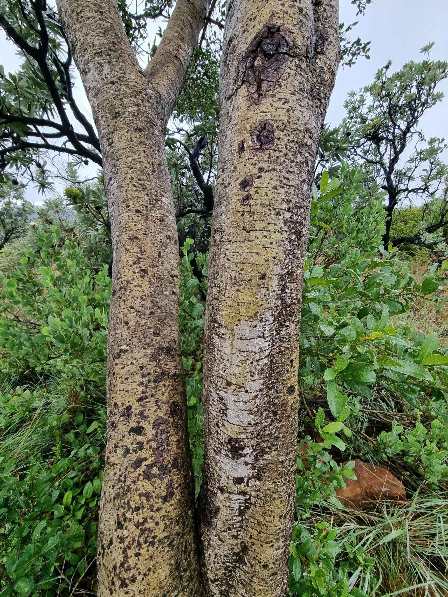 Image of Canthium suberosum Codd