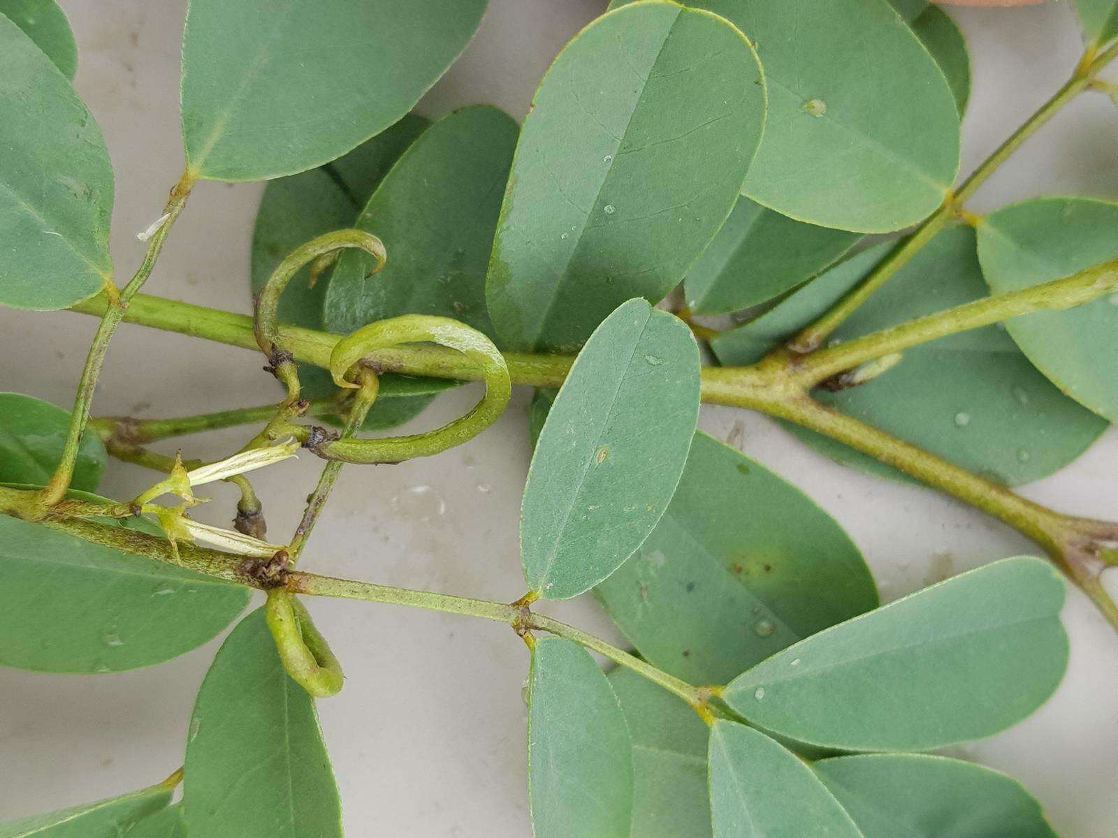 Image of Indigofera tinctoria subsp. arcuata (J. B. Gillett) Schrire